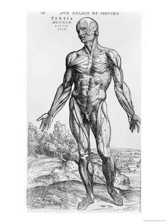 andreas vesalius de humani corporis fabrica andreas vesalius de humani corporis fabrica